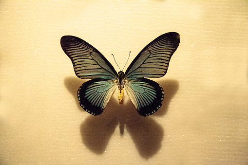 Giant blue swallowtail butterfly Papilio zalmoxis pinned to a display board as a specimen