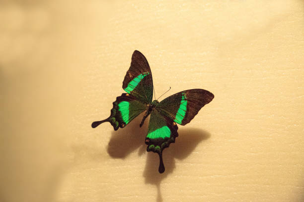 Emerald swallowtail butterfly Papilio palinurus Emerald swallowtail butterfly Papilio palinurus pinned to a display board. papilio palinurus stock pictures, royalty-free photos & images