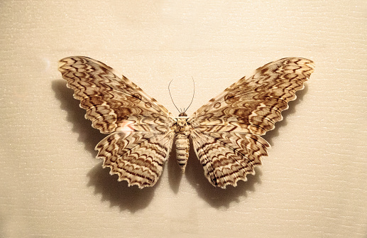 Great owlet moth Thysania agrippina pinned to a display board as a specimen from Colombia.