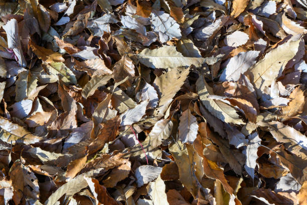Fallen leaves in the forest