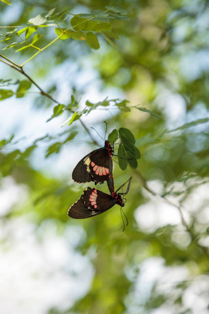 istock Two mating Common rose butterfly Pachliopta aristolochiae 1025649136
