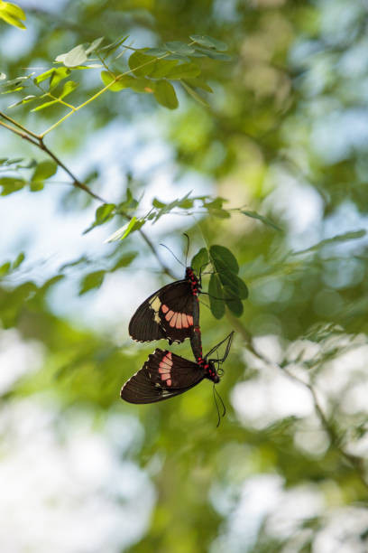 istock Two mating Common rose butterfly Pachliopta aristolochiae 1025649214