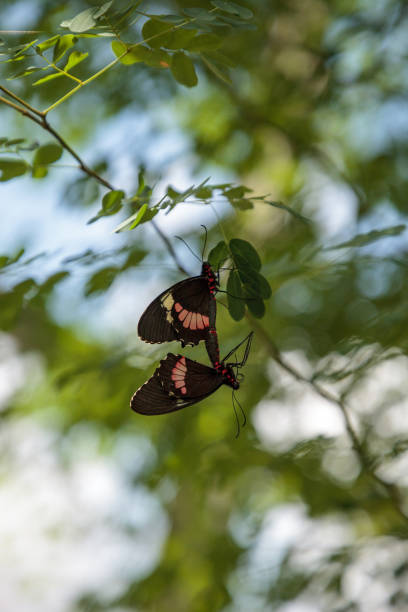 istock Two mating Common rose butterfly Pachliopta aristolochiae 1025649216