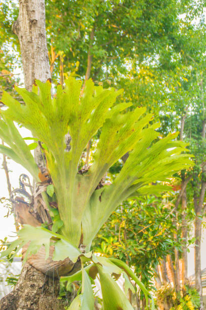 Green leaves of staghorn fern (Platycerium superbum) on tree trunk in the forest. Platycerium superbum, commonly known as the staghorn fern, is a Platycerium species of fern. It is native to Australia verde hojas de helecho cuerno de ciervo (platycerium superbum) sobre el tronco de árbol en el bosque. platycerium superbum, comúnmente conocida como el helecho cuerno de ciervo, es una especie de platycerium de helecho. es originario de australia
