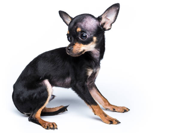 istock Toy terrier dog on white background 1025651576