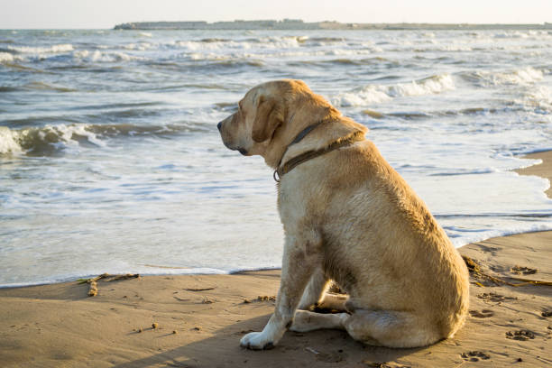 istock Labrador retriever dog on the beach 1025651702
