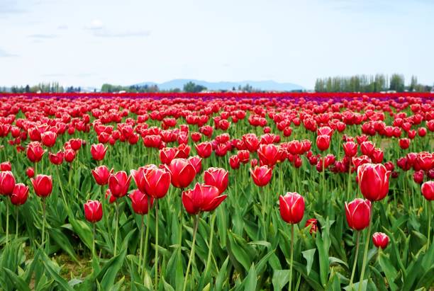 istock Blooming tulip field on a sunny day 1025651796