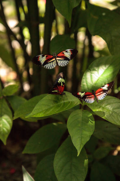 istock Mating dance of several Piano key butterfly Heliconius melpomene 1025651950
