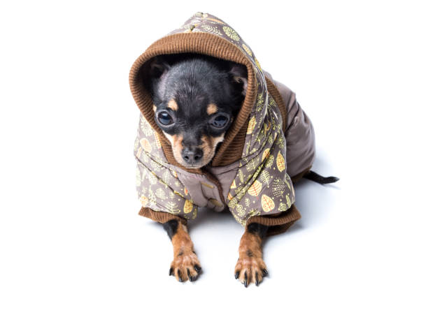 istock Dressed up toy terrier dog on white background 1025656662
