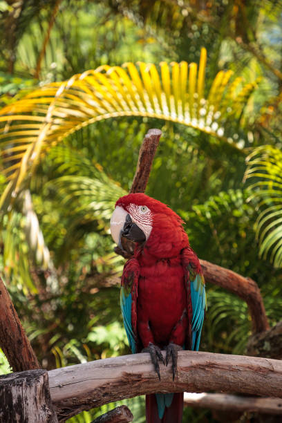 istock Red-and-green macaw Ara chloropterus 1025661516