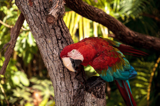 istock Red-and-green macaw Ara chloropterus 1025661518