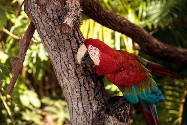 istock Red-and-green macaw Ara chloropterus 1025661552