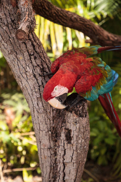 istock Red-and-green macaw Ara chloropterus 1025661660