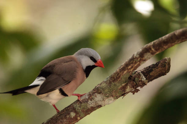 istock Shafttail Finch Poephila acuticauda 1025670918