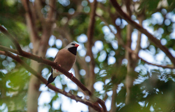 istock Shafttail Finch Poephila acuticauda 1025675110