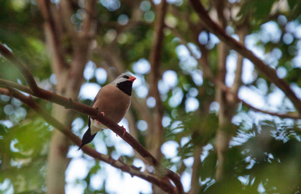 Shafttail Finch Poephila acuticauda Shafttail Finch Poephila acuticauda perches on a tree in a tropical garden. poephila acuticauda bird finch stock pictures, royalty-free photos & images