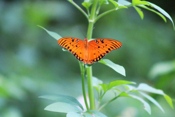 istock Center Framed Wild Queen Butterfly 1025679816