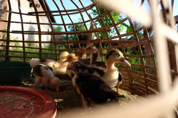 Baby duck looking to the outside of the woven bamboo basket in the town of Naduang in Laos.