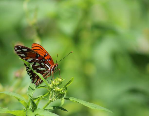 istock No Daisies for the Monarch 1025681868