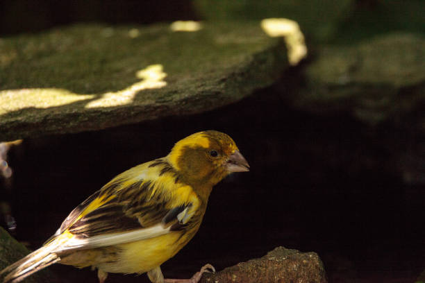 Yellow canary Serinus flaviventris perches in a tree in a garden.