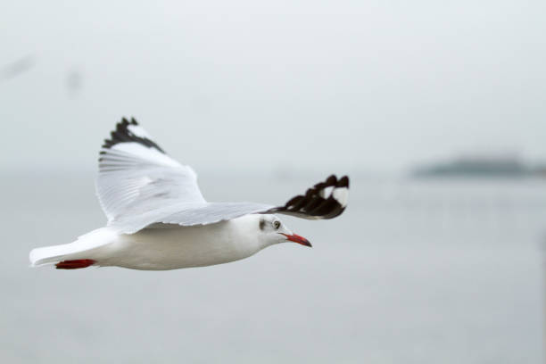 istock Seagull flying over the sea 1025687436