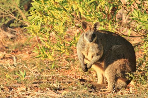 istock A wallaby crouches under a wattle bush in Australia. 1025694570