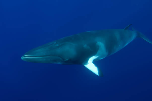 Dwarf Minke Whale on the Great Barrier Reef stock photo
