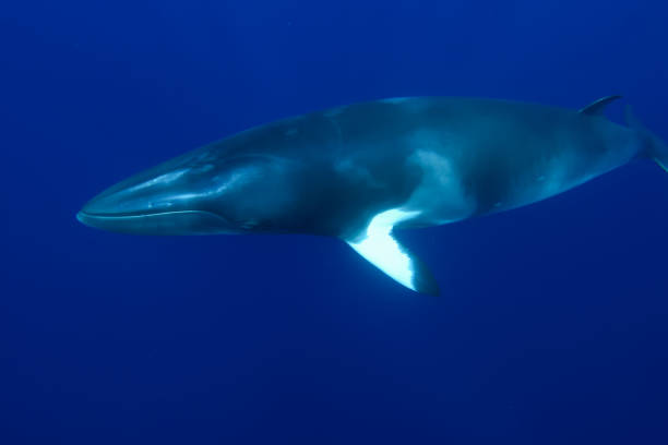 istock Dwarf Minke Whale on the Great Barrier Reef 1025694604