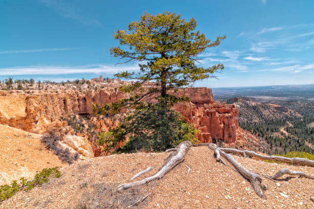 istock Bryce Canyon National Park 1025694630
