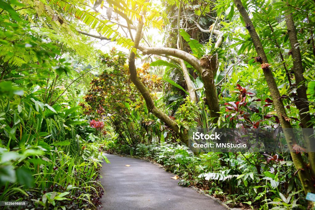 Exuberante vegetación tropical de la Hawaii Tropical jardín botánico de la isla grande de Hawai - Foto de stock de Jardín Botánico libre de derechos