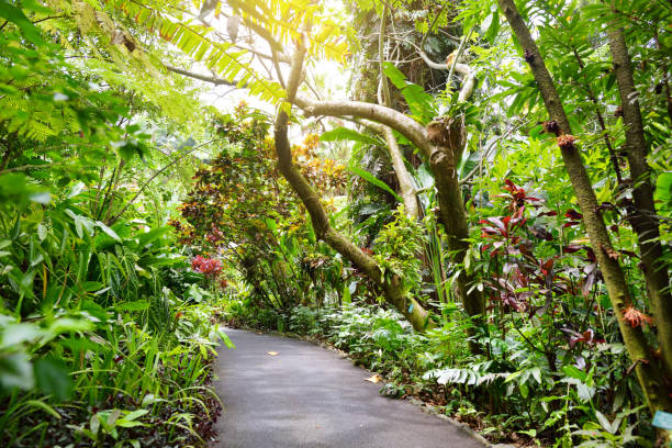 Lush tropical vegetation of the Hawaii Tropical Botanical Garden of Big Island of Hawaii stock photo