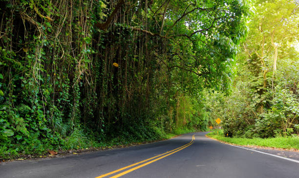 famous route à hana empreint de ponts d’une voie étroites, virages et une vue incroyable de l’île, maui, hawaii - hawaii islands hana maui curve photos et images de collection