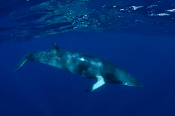istock Dwarf Minke Whale on the Great Barrier Reef 1025698918