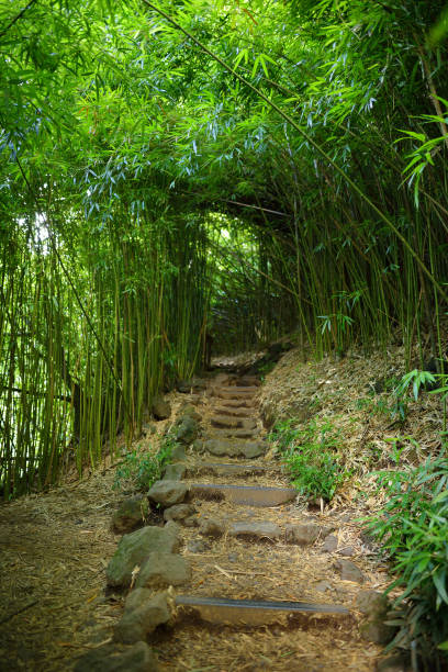 chemin à travers la forêt de bambou dense, menant aux célèbres chutes de waimoku. sentier de pipiwai populaire dans le parc national haleakala, maui, hawaii - hawaii islands maui hana road photos et images de collection