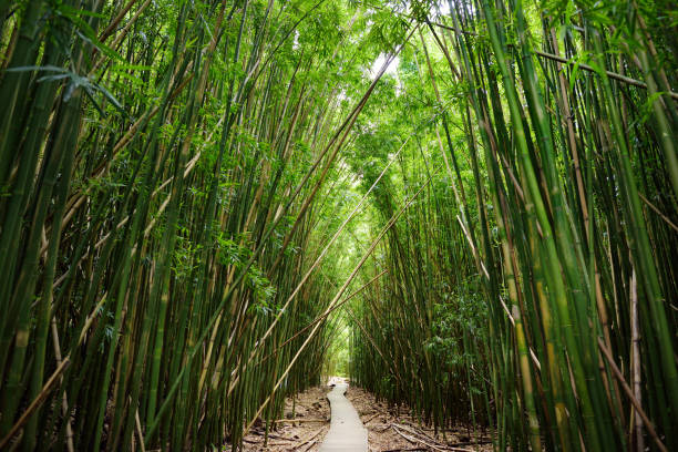 Photo of Wooden path through dense bamboo forest, leading to famous Waimoku Falls. Popular Pipiwai trail in Haleakala National Park on Maui, Hawaii.