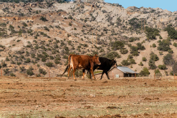 istock Cattle on farm in southwest USA 1025706250