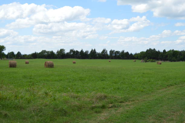 Hay field in summer stock photo