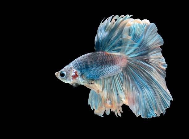 istock Siamese fighting fish fight blue fish, Betta splendens, Betta fish, Half moon Betta. 1025713344