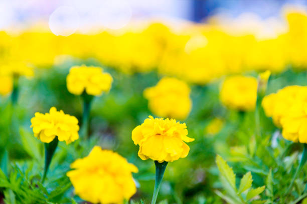 Marigold flower field in the park.