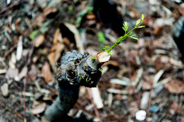 Fresh leaves growing from branch.
