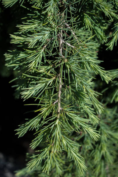 istock Part of a tree in a garden in view 1025723110