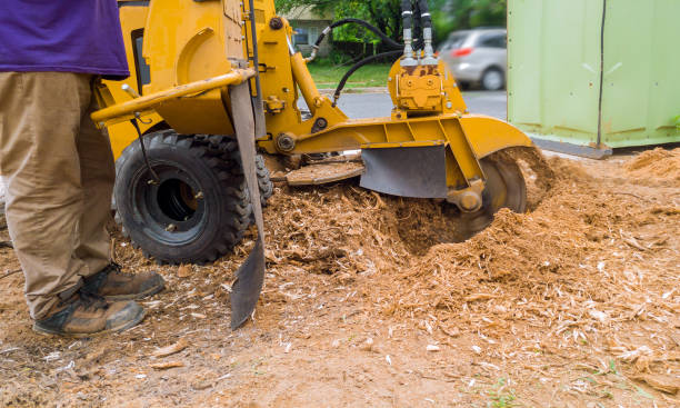 istock stump grinder in tree cut nature is destroyed action 1025723326