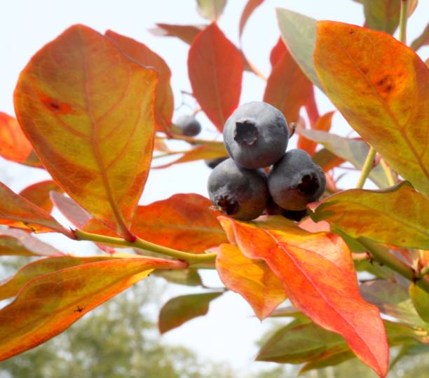istock Late Season Blueberries 1025723370