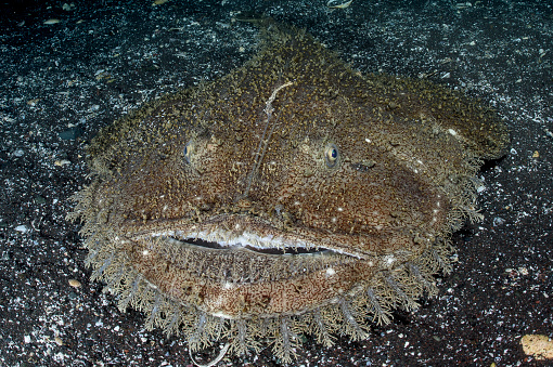 Monster Looking Monkfish Closeup of Face Underwater on Ocean Floor of Izu, Japan