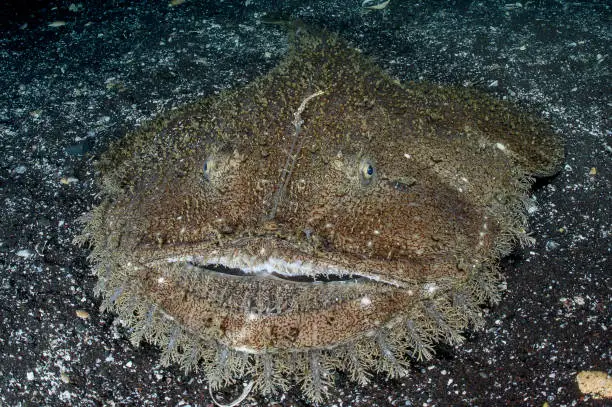 Monster Looking Monkfish Closeup of Face Underwater on Ocean Floor of Izu, Japan