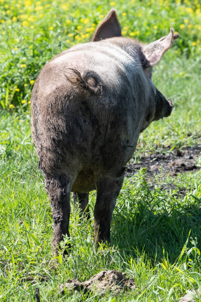 istock Dirty pig are grazed in the field 1025731252