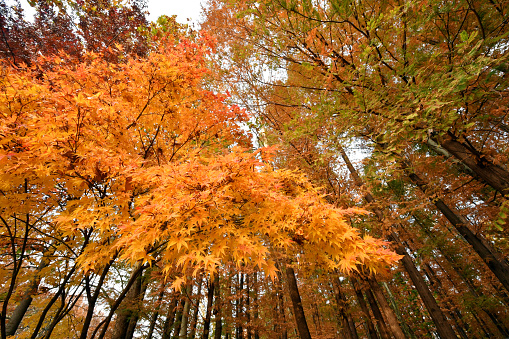 Autumn foliage trees, Surrounded by Tall Trees, low angle shot
