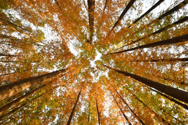 istock Autumn foliage trees, Surrounded by Tall Trees, low angle shot 1025733580