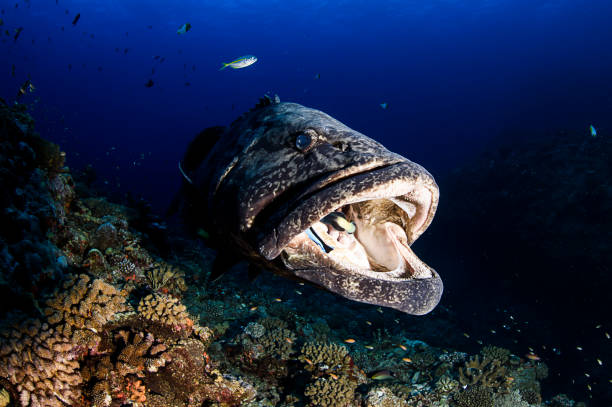istock Large Grouper Potato Cod in Aguni Island Okinawa Japan 1025733782