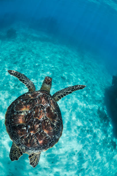 istock Sea Turtle Showing off its Turtle patterns underwater in Okinawa, Japan 1025733810